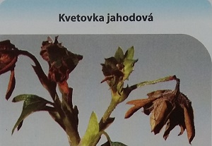 kvetovka jahodova